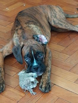 Tupã, Boxer