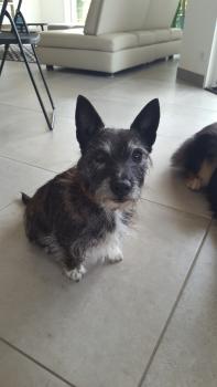 Gargouille, Parson Jack Russell Terrier (De Pelaje Corto - Suave)