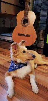 Lexy, Pastor De Shetland