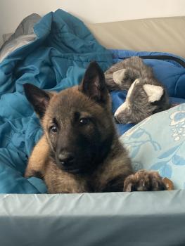 SID, Berger Malinois