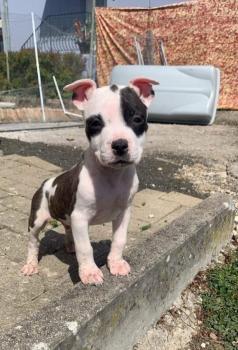 Sayco, Bulldog americano