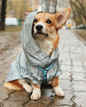 Nevica, Corgi Galés De Pembroke