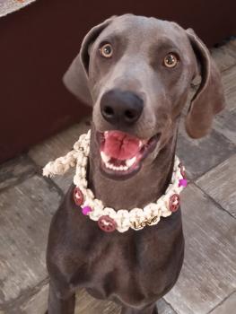 Meg, Braco De Weimar (De Pelo Corto - Suave)