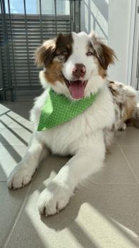 Oliver, Pastor Australiano