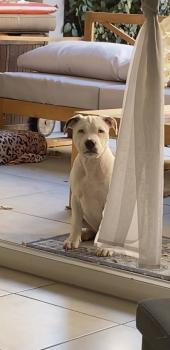 Stitch, Staffordshire Bull Terrier