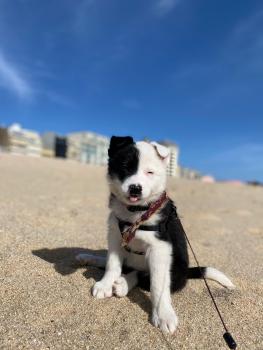 Zara, Border Collie