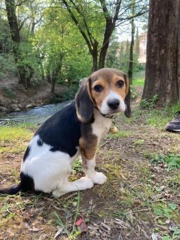 shelby, Beagle