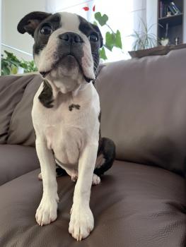 Ralph, Boston Terrier