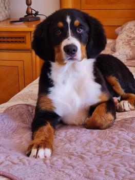 Jacinta, Boyero De Berna