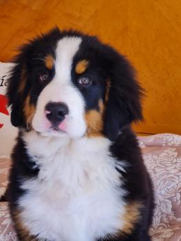 Facundo, Boyero De Berna