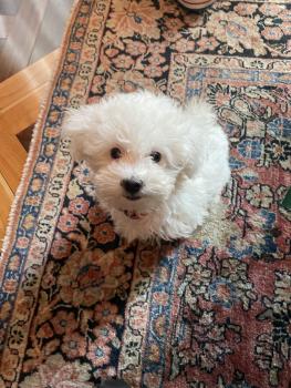 Olly, Maltés