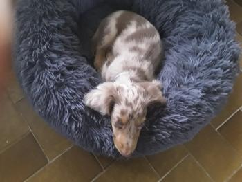 Ruben, Dachshund (Pelo Largo)