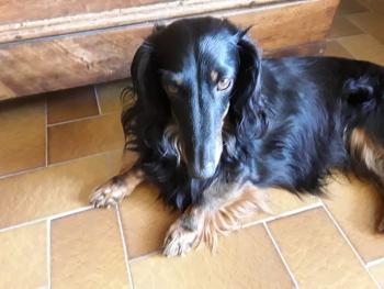 Jaslo, Dachshund (Pelo Largo)