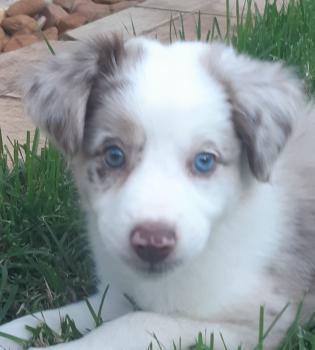 Luna, Border Collie