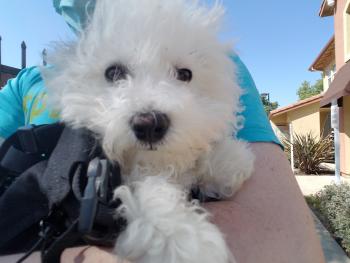 Sophie, Bichon