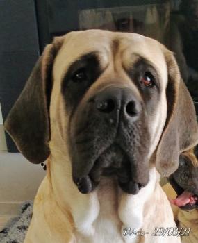 VENUS DU DOMAINE D'ODALRIK, Mastiff
