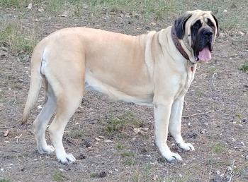 Poppy du Clan des Sel, Mastín Inglés O Mastiff