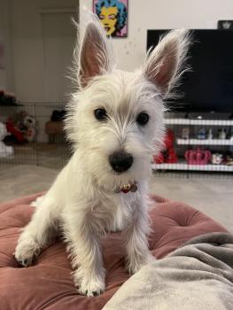 gummy, Westies