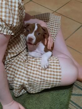 Mocha, Staffordshire Bull Terrier