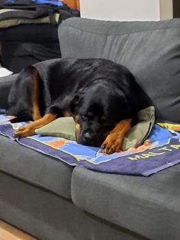 Shakira, Rottweiler