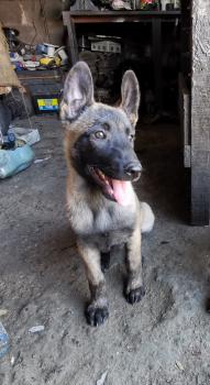 Kai, Pastor Belga Malinois