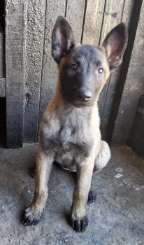 Shezka, Berger Malinois