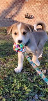 Hector, Husky Siberiano