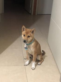 Emi, Shiba Inu Japonés