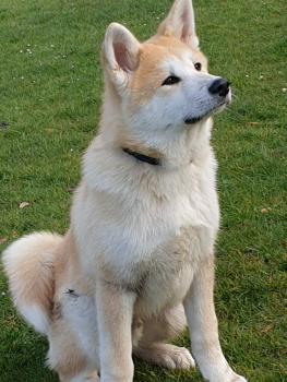 Kiba, Akita Inu