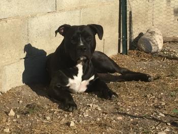 Aegon, American Staffordshire Terrier