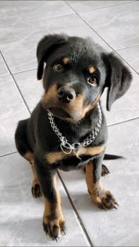 Reiner, Rottweiler