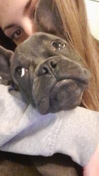 Stich, Bouledogue Français