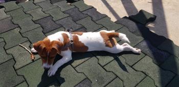 Scott, Jack Russell