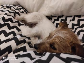 Roxy, Parson Jack Russell Terrier (De Pelaje Corto - Suave)