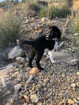 Pascasia, Border Collie
