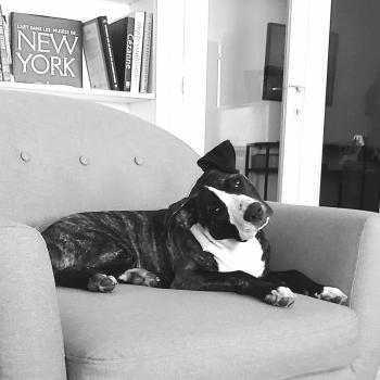 Ava, American Staff