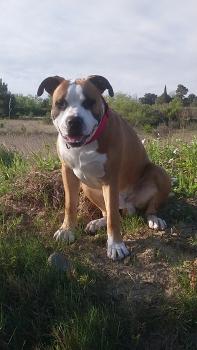 Rover, American Staffordshire Terrier