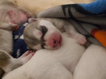 Croc-Blanc, Husky Siberiano
