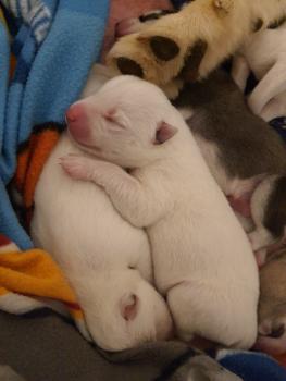 Satyne, Husky Siberiano