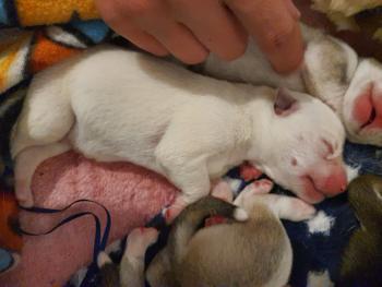 Sally, Husky Siberiano