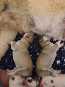 Saphyra, Husky Siberiano