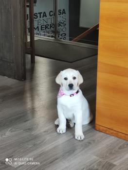 Sky, Labrador