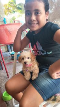 Molly, Caniche