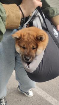 Shiro, Shiba
