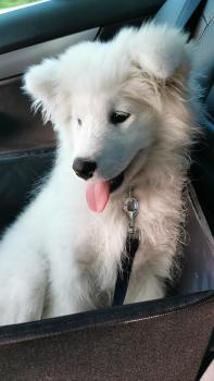 Gin, Samoyede