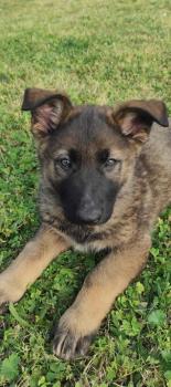 seth, Berger Allemand