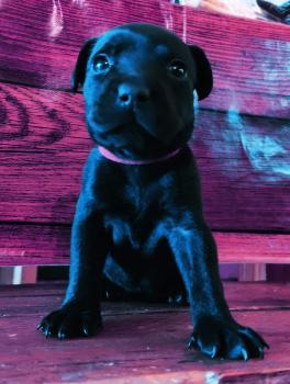 Shadow, Staffordshire Bull Terrier