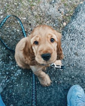 Albus, Cocker Spaniel