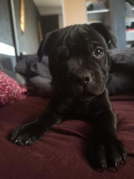 Saïko, Staffordshire Bull Terrier