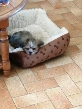 SCARLETT, Lhassa Apso